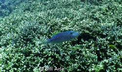 Big Island, Hawaii.  Olympus SP350 and Inon Wide Angle Lens. by Bill Arle 